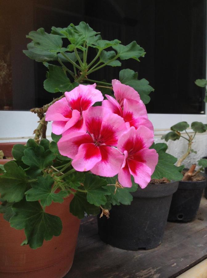 Hotel Villa Oaxaca ภายนอก รูปภาพ